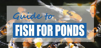 pond fish for outdoor ponds