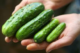 Image result for cucumber to pickle