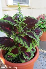 É uma planta muito resistente, suportando sol, sombra, calor e frio além de altos índices de chuva (desde que o solo tenha uma boa drenagem). Coleus Solenostemon Scutellaroides Fazfacil