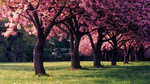 flowers spring nature hd trees hd