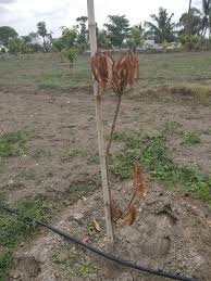 Can this dying plant be saved? Mango Tree Saplings Dying Farm Advice Farming And Agriculture Community