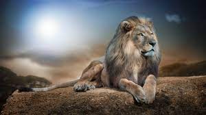 male lion desktop wallpaper hd