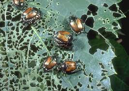 Picking them off by hand, drowning them in a jar. Japanese Beetles How To Get Rid Of Japanese Beetle Pests The Old Farmer S Almanac