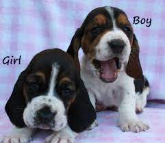 The basset hound is known for being charming and patient! Super Adorable Basset Hound Puppies For Sale In Lakeside California Classified Americanlisted Com