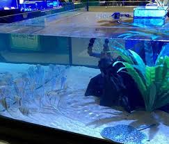 rimless rectangular custom aquariums