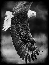 hd wallpaper eagle grayscale photo