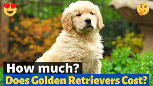 how much does a golden retriever cost