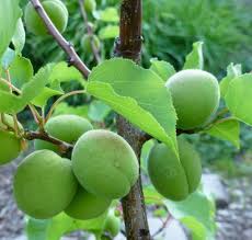 Another goal of rootstock choice is resistance, whether to pests, moisture or other climatic conditions. Plant A Fruit Salad Four Different Fruits Growing On The Same Tree Dengarden