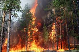 Новый пожар возник и в курортном районе гюверджинлик (бодрум). V Turcii Vspyhnul Lesnoj Pozhar