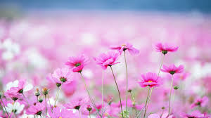 pink flower hd wallpapers 43970 baltana