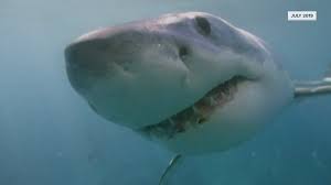 great white shark tracked in casco bay