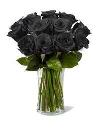 nightfall roses black roses in