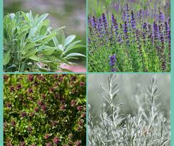 9 Evergreen Herbs For Your Kitchen
