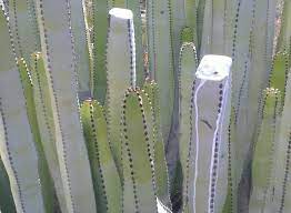 What causes a cactus to die? Do You Need To Let Cuttings Callus Over Laidback Gardener