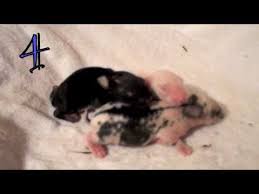 Watch Baby Bunnies Grow Up Newborn To 35 Days