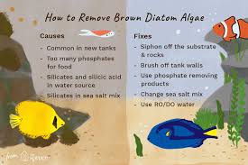 brown diatom algae from r aquariums
