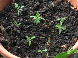 planting tomato seeds gardening