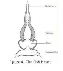 2 heart chambers just like all other fish, although amphibians and reptiles have only 3 and people and birds have 4. Evidences For Evolution The Heart And Circulatory System Of Vertebrates Articles Biologos