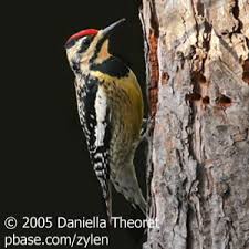 Download royalty free woodpecker sound effects and stock audio with mp3 and wav clips available from videvo. Drumming With Woodpeckers East Birdnote