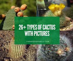 26 types of cactus with pictures fun