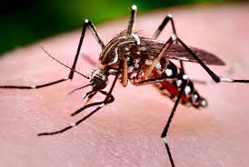 Yellow Fever: NCDC Reports 14 Deaths In 10 States