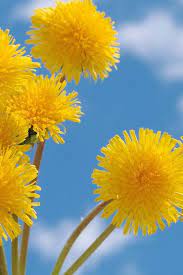 dandelion meaning significance