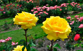 most beautiful yellow roses