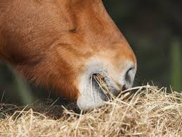 feeding horses when feed is short