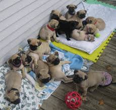 Of all the conditions above, obesity and skin infections are the easiest to prevent. Pin On I Just Love Pugs