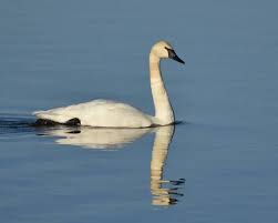 Do Trumpeter Swans Mate for Life? 