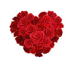 red rose love images free on