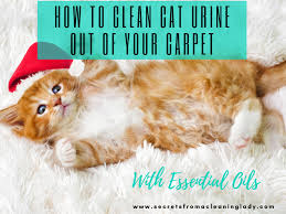 how to clean cat urine out of your