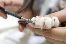 how do vets cut cat nails learning