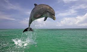 free hq dolphin live wallpaper apk