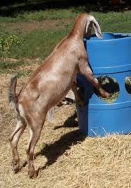 diy barrel goat hay feeder petdiys com