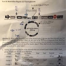 What Is The Theoretical Size Of The Plasmid After