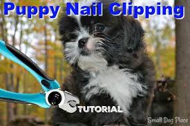 cutting puppy nails you can do it