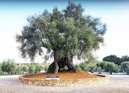 the oldest olive tree in portugal d