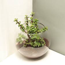 Send Jade Terrarium Plant