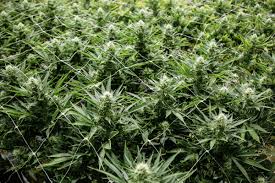 The company operates 10 licensed cannabis production sites, operates four tweed main street locations in ontario, and has operations in 11 countries across five continents. Best Marijuana Stocks Aurora Cannabis Acb Vs Canopy Growth Cgc Stock Market News Us News