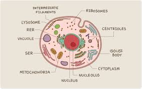 Intermediary metabolism, the construction and destruction of the biochemicals the basic difference between the prokaryotic and eukaryotic cells lies in the literal meaning of the terms. Eukaryotic And Prokaryotic Cells Similarities And Differences