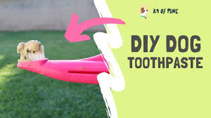 diy dog toothpaste how to make