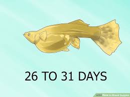 How To Breed Guppies 11 Steps With Pictures Wikihow