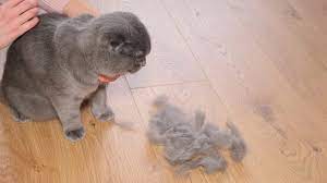 what is causing my cat s hair loss in