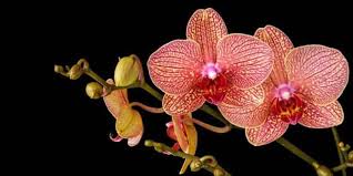 know all about orchid meaning and symbolism