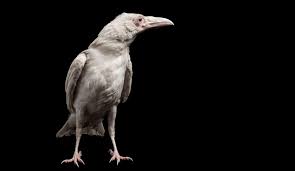 Many people hide money with the intention of giving it to their family members or a spouse. Rare Albino Raven Murdered Audubon
