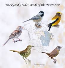 backyard feeders birds of the northeast