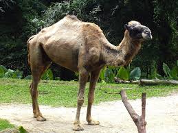 Female camels have many more names than males. Camels Facts Types Pictures Live Science