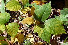 poison ivy how to identify prevent