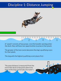 diving dogs 101 how to compete in dock